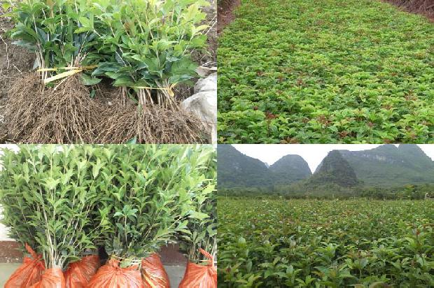 桂花籽有什么作用和功效用量1681009082158