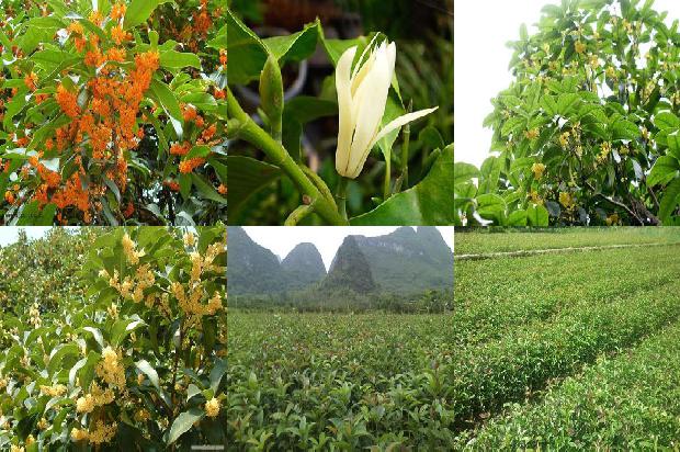 桂花鱼蒸多少时间1681009640201