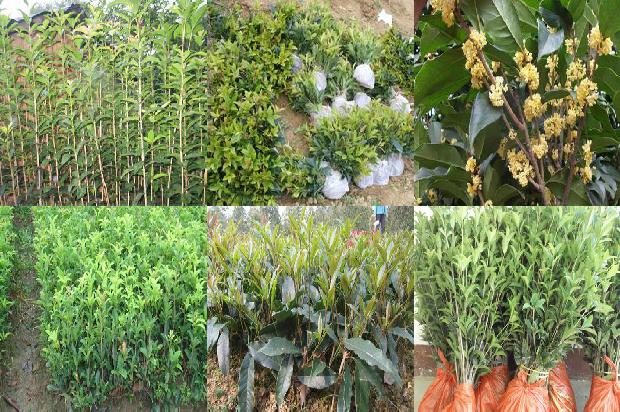 桂花什么时候种植什么时候开花呢1688605969743