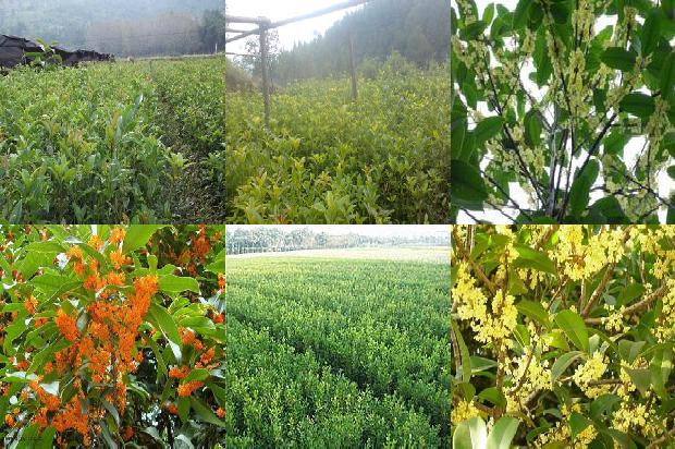 三年桂花苗什么时候开花1690677742500