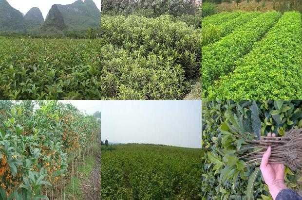 桂花鱼价格一斤多少钱1681010086499