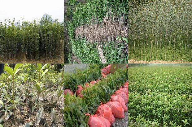 便秘可以喝桂花乌龙茶吗1689576149329
