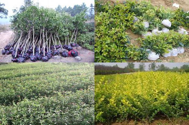 桂花茶搭配大全功效和作用及禁忌1681010672060