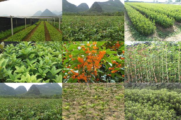 桂花红茶是什么茶1681037611335