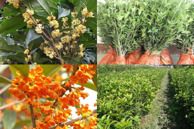 桂花树在什么季节开花?1681038017058