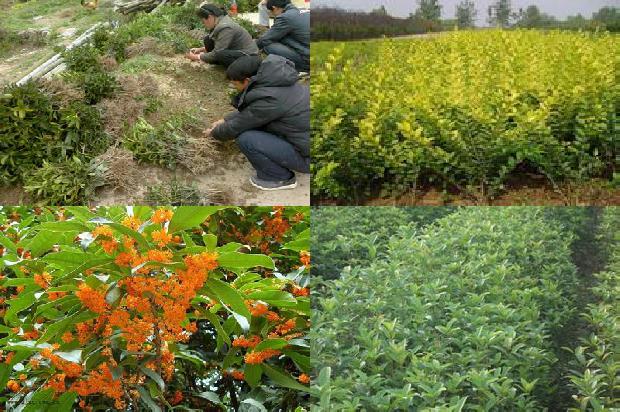 桂花树一般在什么季节开花呢1681038040655