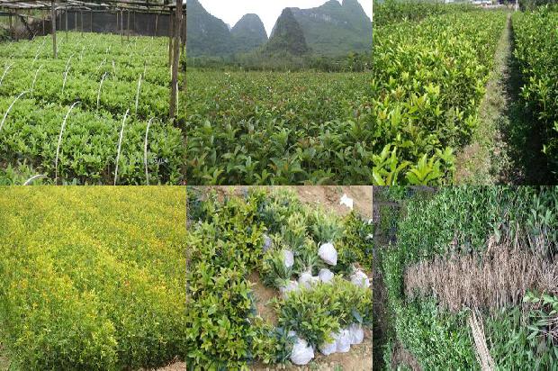桂花可以直接泡白酒吗?1689380936306