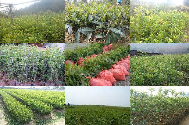 桂花树什么季节开花的?1681038079651