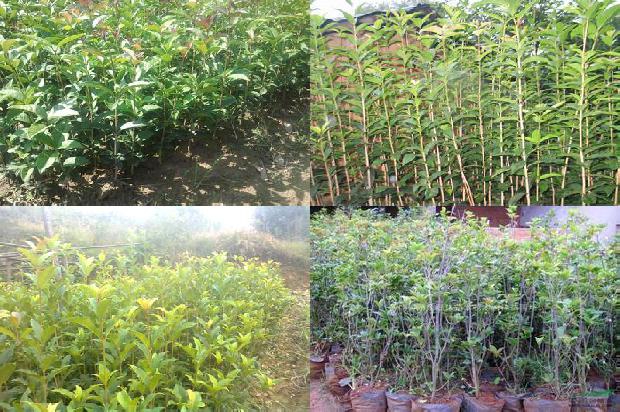 八月桂花树什么时候种植最好活1688948338682