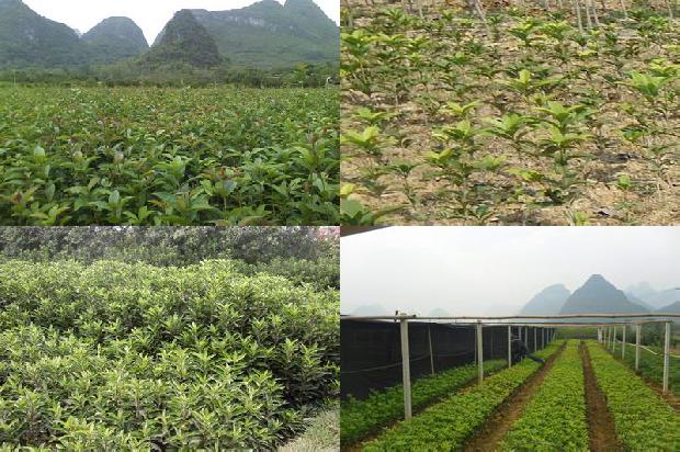 桂花树几月份开花几月份结果1681038151704