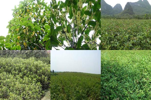 四季桂花树一年四季都开花吗1681038306020