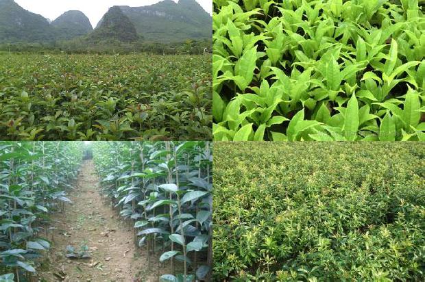 桂花树怎么施肥才能多开花1681038614193