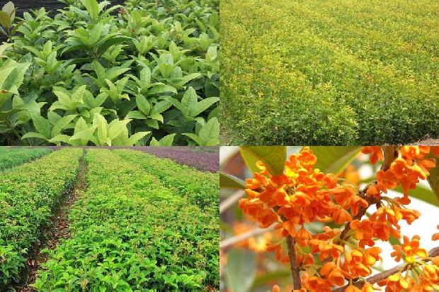 南方桂花树什么时候开花结果1681038686193