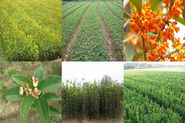 北方桂花树什么时候种植最好1681038724168