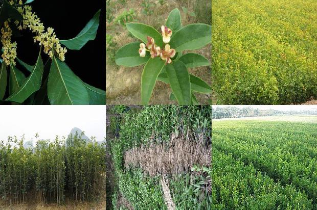 北方桂花树什么时候种植最好1681038724215