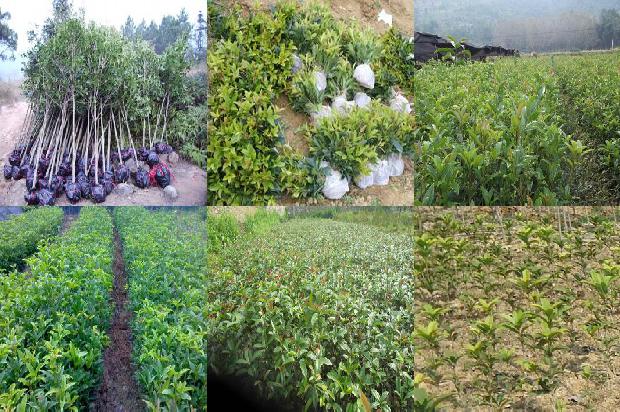 北方桂花树什么时候种植最好1681038724260