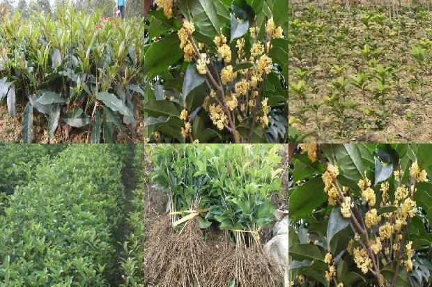北方桂花树什么时候种植最好1681038724306