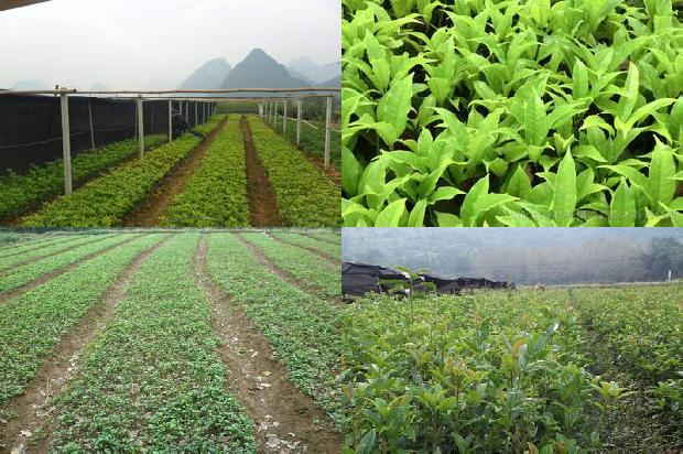 桂花树什么原因不开花结果1681038947981
