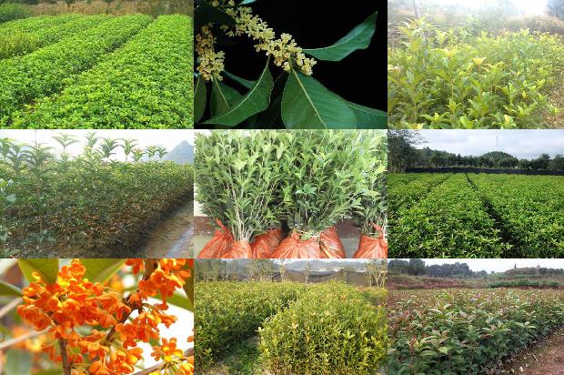 桂花树什么原因不开花结果1681038948027