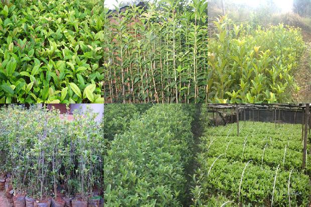 桂花树是什么时候开花的植物1681038971175