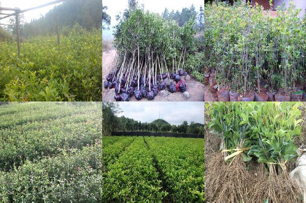 桂花树是什么时候开花的植物1681038971220