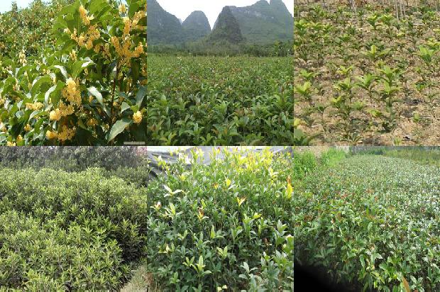 四季桂花几年后才能开花1681039026909