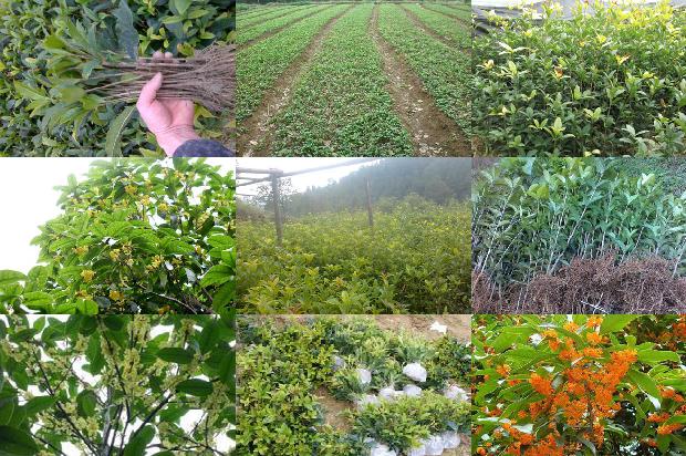 桂花树有不开花的吗?分公母吗?1681039051168
