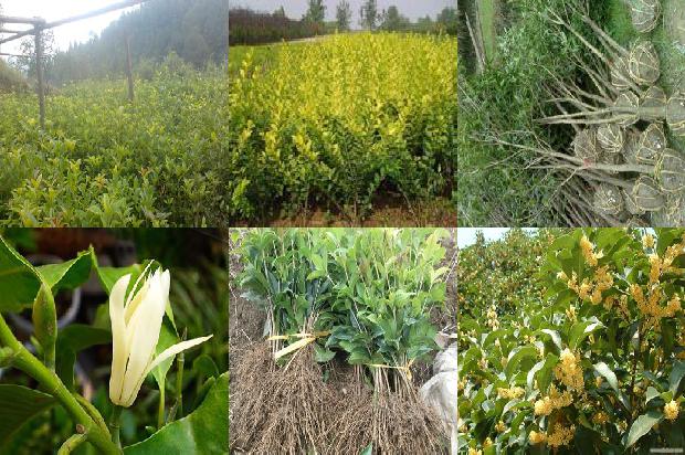 金桂花树一年开几次花1681039388779