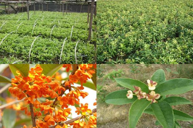 桂花四季桂是一年四季都开花吗1681039559944