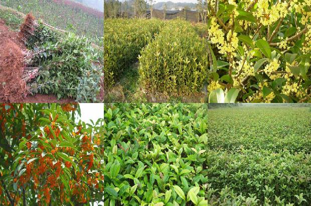 桂花四季桂是一年四季都开花吗1681039560084