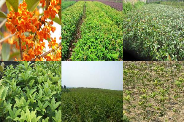 4月桂花开在什么季节1681039625368