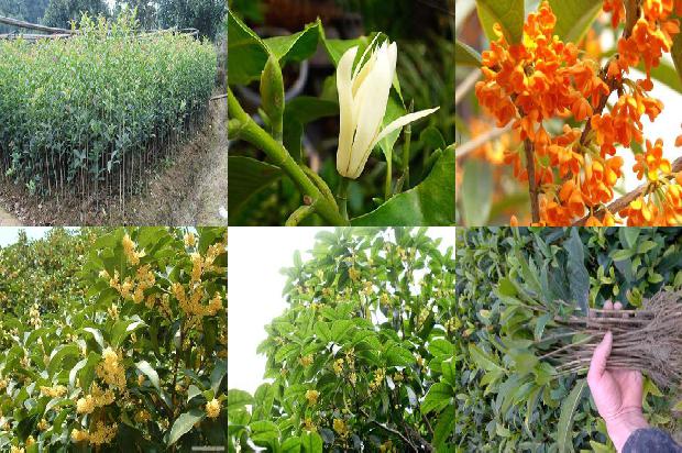 4月桂花开在什么季节1681039625415