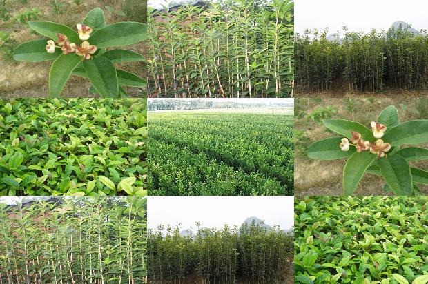 4月桂花开在什么季节1681039625509