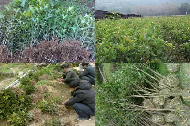 桂花乌龙茶是凉性还是温性的茶1689467508024