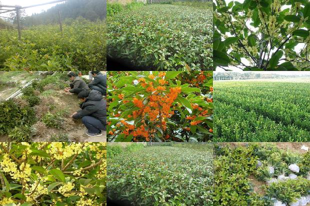 怎么让桂花树提前开花不掉叶呢1681085656094