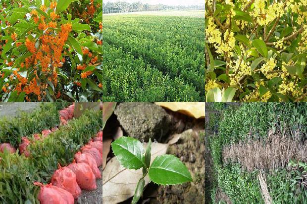 月桂桂花树每月都开花吗?1689838477196