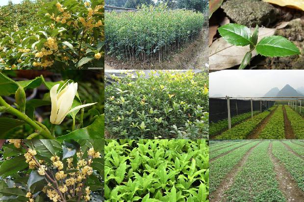 合肥桂花树价格行情走势最新1690504915489