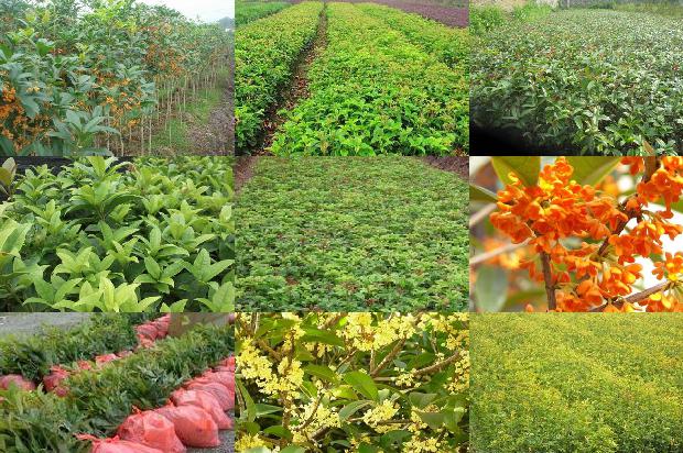 桂花糕怎样做我喜欢吃桂花糕桂花糕的食物桂花糖糕1681091666550