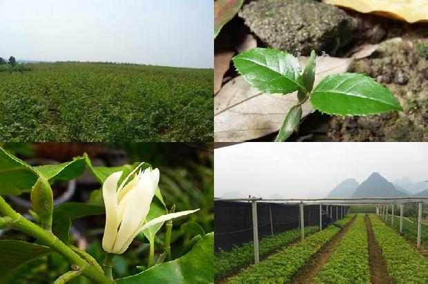 桂花糕怎样做我喜欢吃桂花糕桂花糕的食物桂花糖糕1681091666598