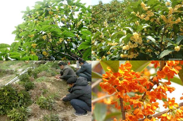 桂花可以做什么手工作品1681092325630
