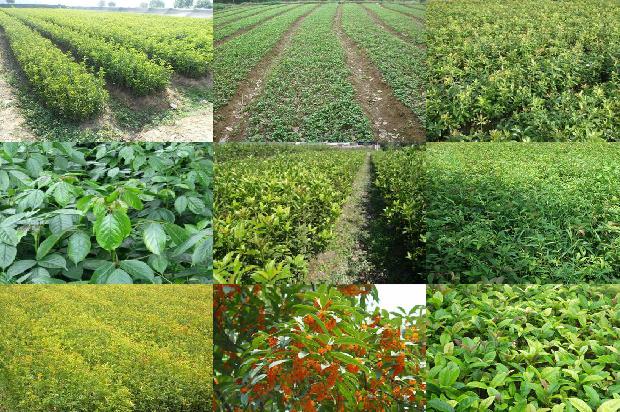 桂花树什么时候种植最好1681092691576