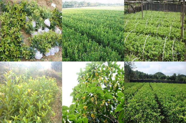 桂花树可以在河北室外种植吗冬天1681092794736