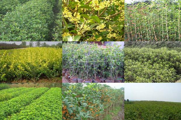 桂花树北方能种植吗河北省山西省可以种桂花树吗?1681092861468
