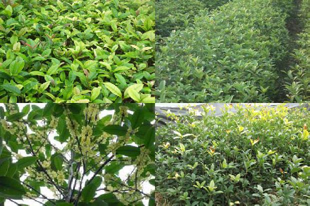 桂花树北方能种植吗河北省山西省可以种桂花树吗?1681092861564