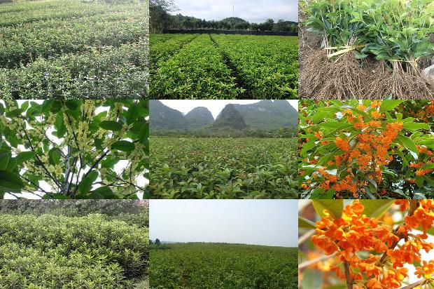 桂花树名片及介绍1681092935063
