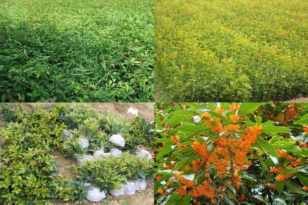 黄金桂花树种植方法1681093033525