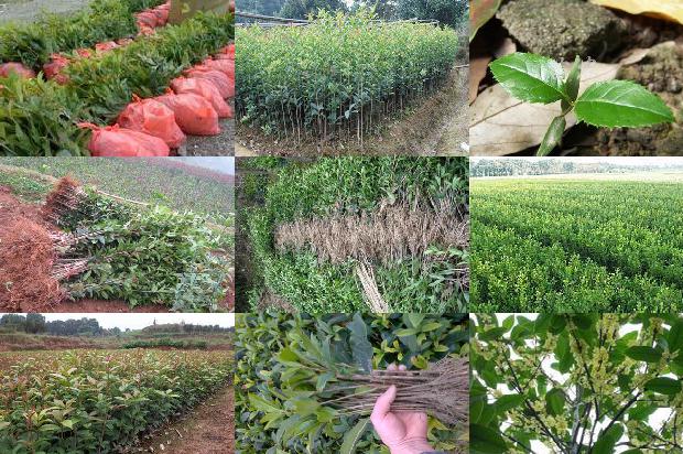 黄金桂花树种植方法1681093033573