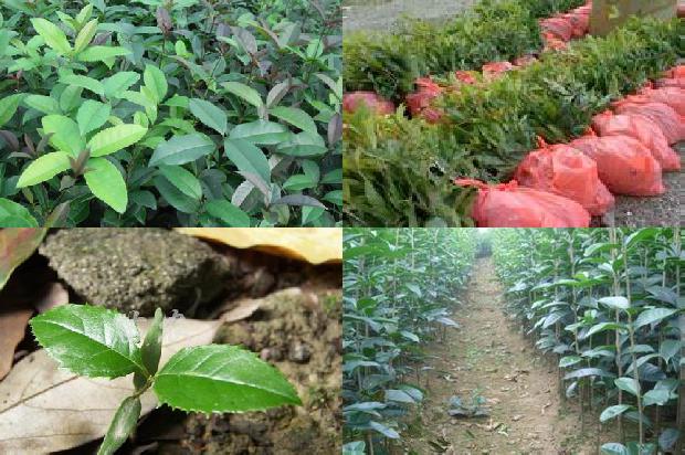 黄金桂花树的种植方法1681093168004