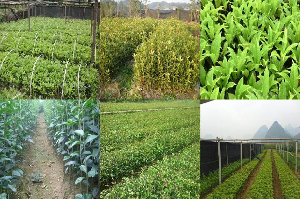 四季桂花树适合北方种植吗1681093390278