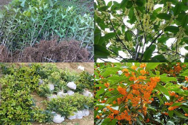 四季桂花树适合北方种植吗1681093390326